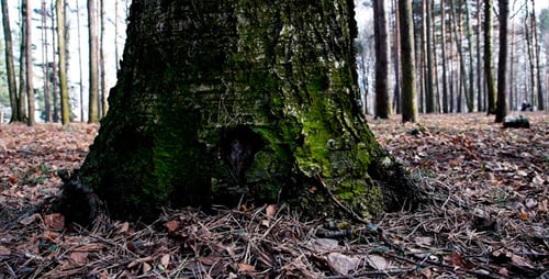 Alter Baum