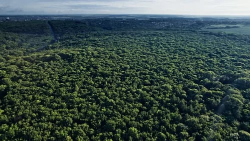 Big Green Forest in Countryside