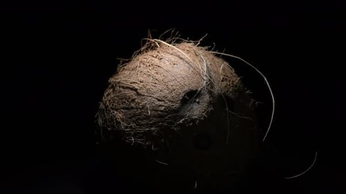 Coconut Close Up on Dark Background