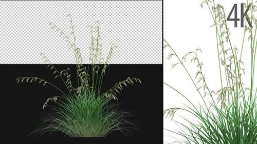 Hairgrass Growing