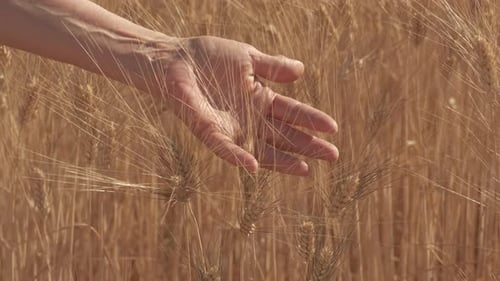 Frauenhand auf goldenem Weizen-Landwirtschaftsfeld in Zeitlupe