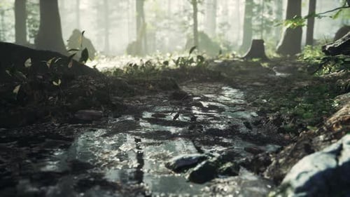 Small Creek Runs Through a Wide Valley Full of Fallen Leaves