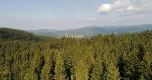 Blue Sky and Forest Drone Shot From Above