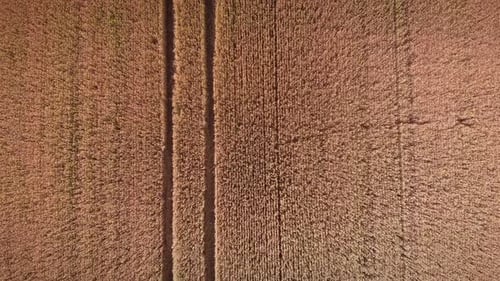 Track from heavy equipment in yellow wheat field.