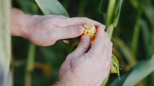 Hands Carefully Husking Ear of Corn on Farm