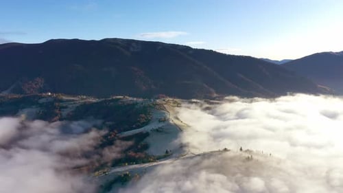 Grey Mist Covered the Pine Forest