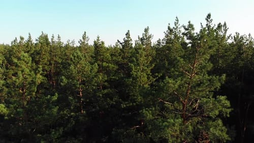 Pine Forest, Aerial View with Drone. Top View in Pine Wood Park on Forest Trees.