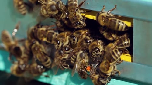 Honey Bees Swarming and Flying Around Their Beehive