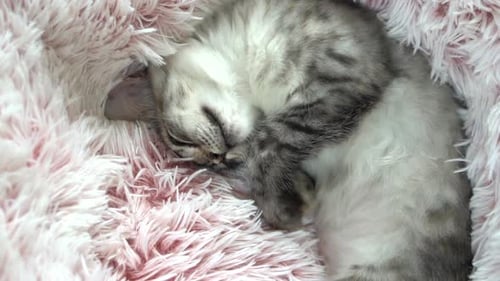 Gray Kitten Sleeping Curled Up in Pink Bed