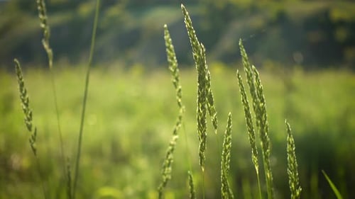 Green Grasses Swaying Gently in Summer Sunlight