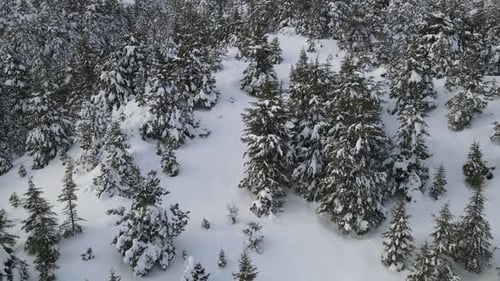 Panoramic Snowcapped Forest