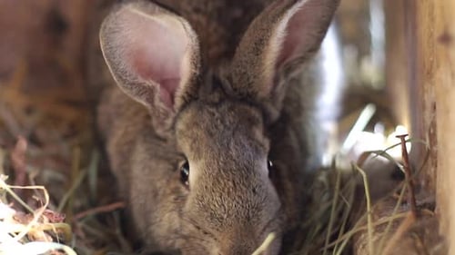 Big Gray Rabbit in Cage Slow Motion