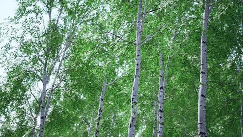 White Birch Trees in the Forest in Summer