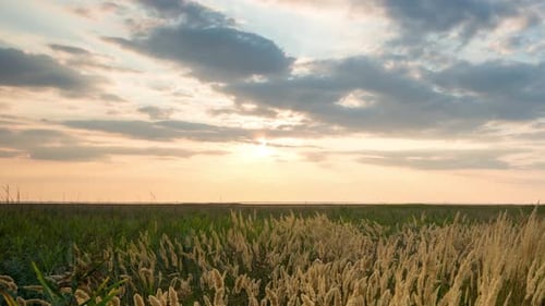 Timelapse View of a Countryside Field with Wheat Swaying in the Wind
