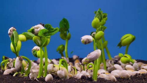 Beans Germination on Blue Background