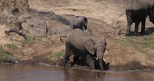 African Elephant, loxodonta africana, Masai Mara Park in Kenya, Real Time 4K