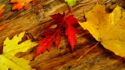 Fall Leaves on Wood