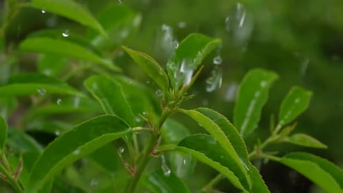 Plantes vertes sous la pluie 17