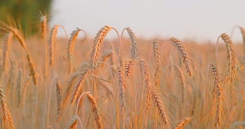 Wheat Field Ears of Wheat Swaying in Slow Motion Gentle Wind Closeup