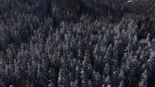 Winter Forest Snow Carpathian Pine Trees Landscape Aerial Drone Video