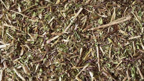 Rotation Medicinal Herbs Oregano