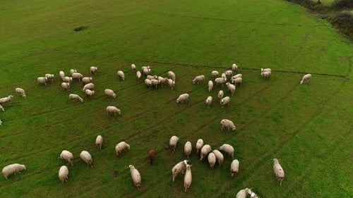 Herd of sheep moving. Flock of sheep on a meadow. Group of domestic animals on field