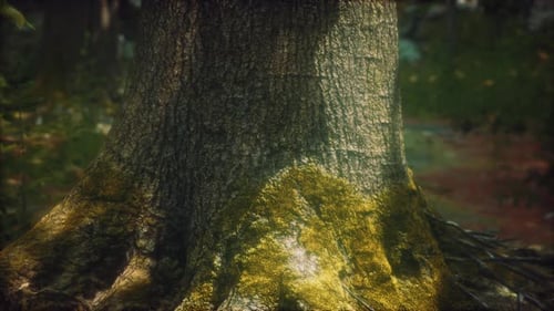 Tree Roots and Sunshine in a Green Forest with Moss