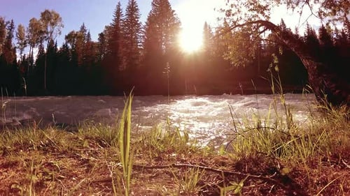 Meadow at Mountain River Bank. Landscape with Green Grass, Pine Trees and Sun Rays