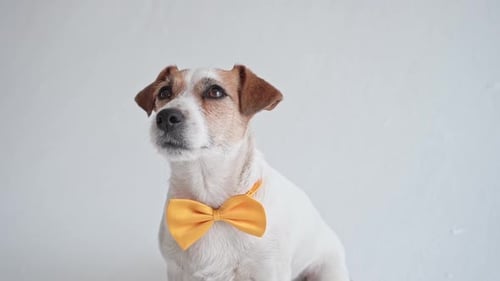 Studio Shot of an Adorable Calm Jack Russell Terrier with a Yellow Tie Tied Around His Neck in Front