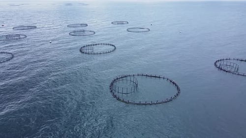 Aquaculture Fish Farm in Sea for Providing Farmed Fish Produce for Market