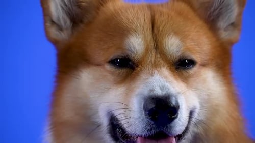 Portrait of Welsh Corgi Pembroke in the Studio on a Blue Background