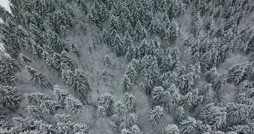Winter Season Spruce and Pine Trees Covered with Snow. Aerial Top Down Flyover Shot of Winter Forest