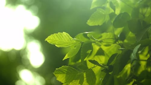Closeup of Green Foliage on a Tree Branches
