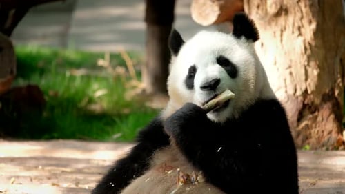 Cute Panda Eats Bamboo Shoots in Natural Habitat