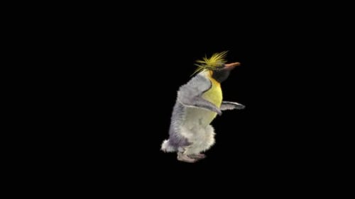Funny Dancing Emperor Penguin Alpha Channel Animation Loop