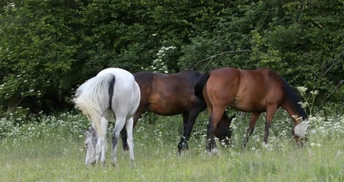 herd of horses grazing in a spring meadow