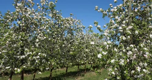 apple trees blooming during the spring season, Occitanie, southern France