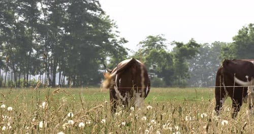 Grazing Cows at Farm Rural Field Pasture in Sunny Day