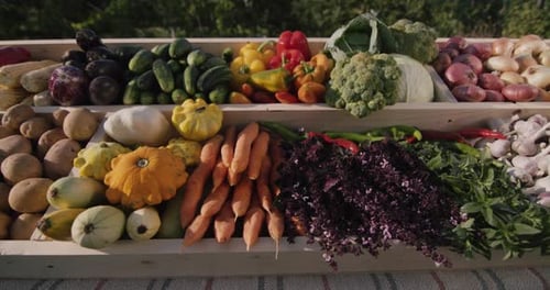 Counter with Fresh Farm Vegetables at the Agricultural Fair