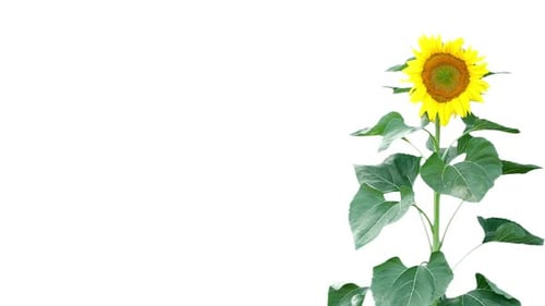 Sonnenblume auf Weiß 2