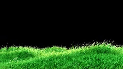 Grass Wind Loop