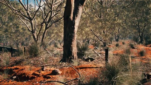 Realistic 3D Rendered Australian Outback Forest Landscape