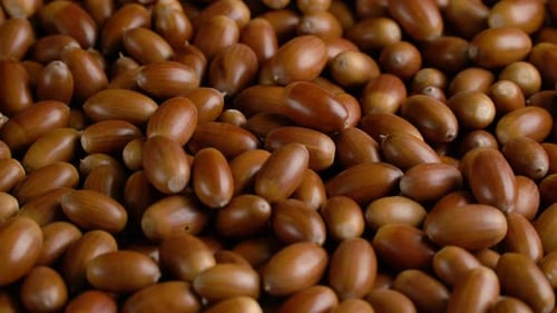 Close-up Rotation of Oak Acorns