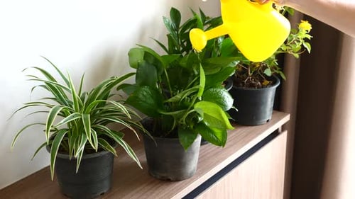 Watering Indoor Potted Plants With Yellow Watering Can