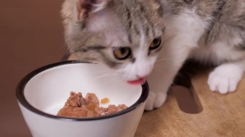 Gray and White Kitten Eats Wet Food from Bowl