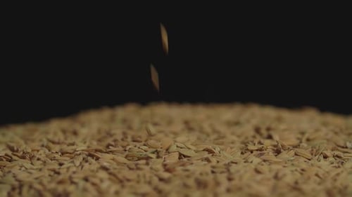 Rice Grains Falling on a Pile