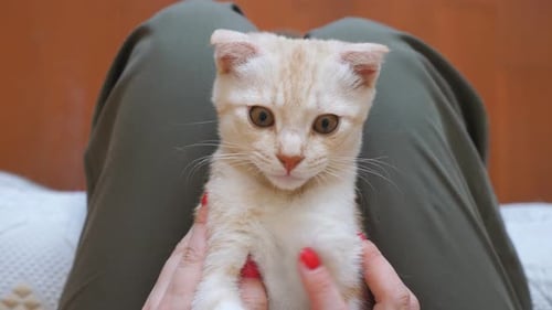 Adorable Orange Kitten held in Lap Close Up