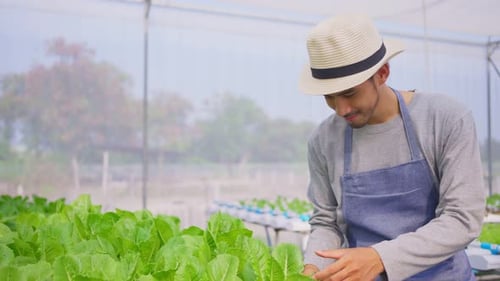 Asian man farmer owner work and check quality in vegetable hydroponic greenhouse farm with happiness