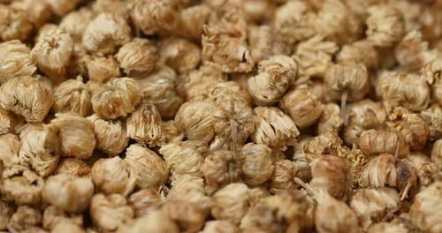 Close Up View of Dried Chrysanthemum Flowers