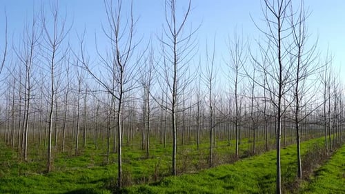 Motion Along Lines of Young Bare Trees in New Fruit Garden